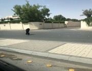 بالفيديو والصور.. غوريلا هاربة في أحد شوراع الرياض تثير الذعر