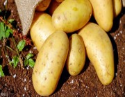 البطاطس قد تختفي من أسواق بريطانيا بسبب الأحوال الجوية