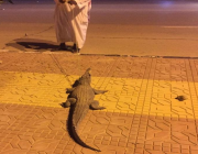 فيديو.. تمساح في شارع بحوطة بني تميم