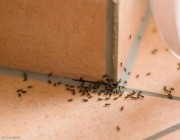 حيلة للتخلص من “نمل البيت” بشكل نهائي
