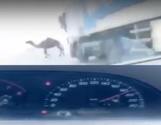 فيديو.. شاب متهور يُوثق حـادث اصطدامه بناقة على طريق سريع