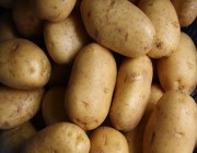 طرح فرصة استثمارية لإنتاج تقاوي البطاطس وإكثارها بـ 85 مليون ريال