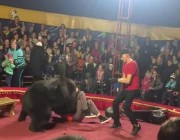 فيديو.. دُبّ هائج ينقض على مدربه خلال عرض في سيرك روسي