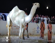 صور.. طلبات شراء إبل بملايين الريالات في مهرجان الملك عبدالعزيز.. والمُلاك يرفضون البيع