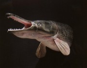 العثور على سمكة نافقة تشبه تمساحا في بركة بولاية بنسلفانيا الأمريكية
