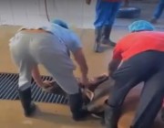 مصادر: إغلاق محل شهير لبيع اللحوم بالباحة بعد فيديو “ذبح العجل الميت”