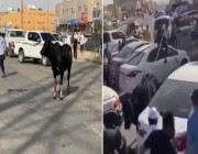 شاهد .. ثور هائج يثير الرعب في عزيزية الرياض بعد هروبه من المسلخ