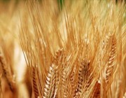 الحبوب تعلن تعديل سعر بيع كيس الشعير زنة 50 كجم