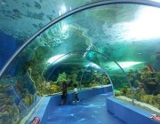 من الوجهات السياحية في المملكة .. متحف مائي يضم 7000 كائن بحري