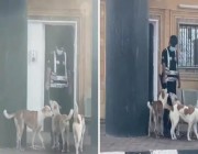 في لفتة إنسانية.. رجل أمن يسقي 3 كلاب أنهكها العطش (فيديو)