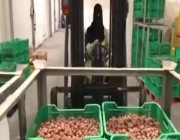فيديو.. سعوديات يقدن رافعات التحميل داخل أول مصنع نسائي للتمور في الأحساء