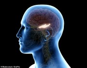 دراسة تكشف عن خلايا دماغية تعمل كفهرس لذكريات البشر
