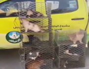 “أمانة الرياض” تعلق على مقطع فيديو متداول لجمع عدد كبير من القطط بالشوارع
