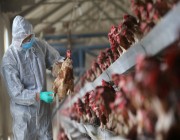 ظهور إصابات بإنفلونزا الطيور إيرلندا وأوكرانيا وبولندا