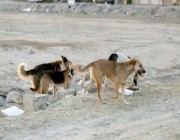 “أمانة العاصمة المقدسة”: طريقتان للتعامل مع الكلاب الضالة.. إحداهما التهجير