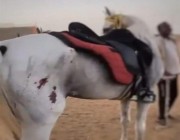 محامٍ يوضح العقوبة المتوقع تطبيقها بحق المُتهم بتعذيب حصان في جدة