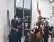 “الشقيري” يحضر عملية جراحية لحصان وولادة “فلوة”.. ويوضح علامات الخيل العربي الأصيل (فيديو)