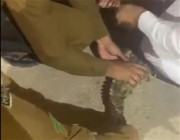 فيديو.. السيطرة على تمساح يتجول في بريدة