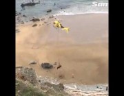 نقل ثور يزن 1000 كيلو بمروحية إلى حظيرته بعد أن علق على الشاطئ
