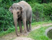أول دعوى قضائية باسم “أنثى فيل” ضد حديقة حيوان برونكس في نيويورك