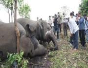 مأساة تفطر القلب: صاعقة برق تقتل 18 فيلا في ثوان