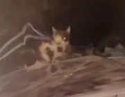 فيديو متداول.. شخص يعـذب قطة بوضع سلك في منطقة حساسة.. ومطالب بالقبض عليه