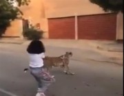 طفلة تتجول بحيوان مفترس في أحد الشوارع.. و”الحياة الفطرية” تتفاعل