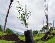 إثيوبيا تسعى لتخفيف توتر سد النهضة.. بـ316 مليون شتلة أشجار