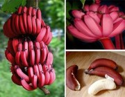 مواطنة تروي تجربتها في إنتاج “الموز الأحمر” بأكبر مزرعة بجازان (فيديو)