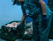 ضبط عمالة تغير تواريخ صلاحية الدجاج الفاسد لبيعها مجدداً (فيديو)