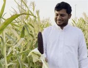 مزارع في الأحساء ينجح في زراعة الذرة الملونة (فيديو)