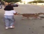 فيديو لطفلة مع حيوان مفترس في أحد الشوارع.. و”الحياة الفطرية” تتفاعل