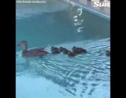 بطة تعلم أولادها الخروج من حمام سباحة بعد أن عجز بعضهم عن ذلك