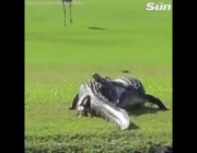 تمساحان يتصارعان بقوة في أحد ملاعب الجولف