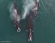 “عناق الحيتان”.. فيديو مذهل يُرصد لأول مرة