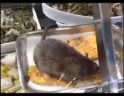 فأر يأكل طعاما معدا للبيع في سوبر ماركت بالعاصمة الإيطالية روما