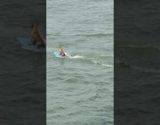 مشهد طريف لكلب يتزلج على الماء في المكسيك