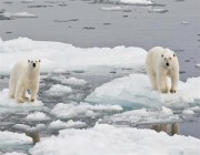 دراسة: الكتلة الجليدية بالقطب الشمالي تذوب بأسرع ضعفين من تقديرات الباحثين