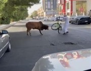 شاهد.. ثور هائج يتجول بشارع في جدة ويُربك حركة السير