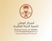 برعاية وكيل إمارة الباحة .. إطلاق 20 وعلاً جبلياً في منتزه بلجرشي الوطني