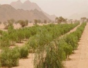 “البيئة والمياه” تكشف تفاصيل اللائحة التنفيذية لتنمية الغطاء النباتي ومكافحة التصحر والعقوبات المقررة
