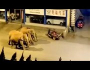 أفيال برية تقتحم شوارع الصين