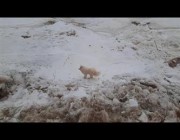 إنقاذ كلب صغير تقطعت به السبل وسط جليد بسيبيريا