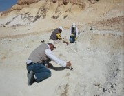 الأول من نوعه.. اكتشاف بقايا حوت منقرض منذ 37 مليون سنة شمال السعودية