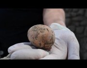 العثور على بيضة دجاج سليمة عمرها ألف سنة في فلسطين