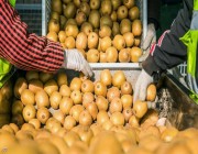 “حرب الكيوي”.. الفاكهة الذهبية تشعل نزاعا دوليا