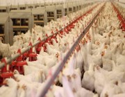 حظر استيراد لحوم الدواجن والبيض من 3 مناطق بفرنسا بسبب انتشار مرض انفلونزا الطيور