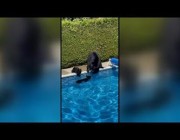 دب يأخذ صغاره إلى المسبح هرباً من الحر في كندا