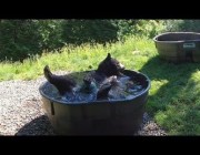 دب يستمتع بالمياه المنعشة واللعب بالكرة خلال يوم حار في حديقة حيوانات في بورتلاند