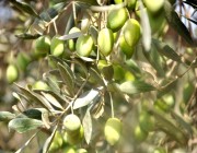 “رحلة الزيتون” تُعرف زوار مهرجان الجوف بالميز النسبية لشجرة الزيتون